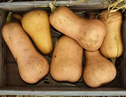 Zucca Butternut